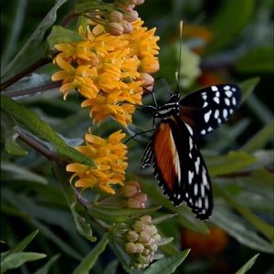 Meet your Posher, Carol